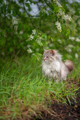 Photo of a gray fluffy cat near a flowering tree.