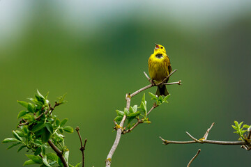 A yellowhammer bird on a twig