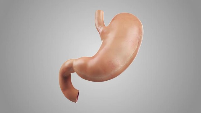 Anatomically accurate realistic 3d animation of human internal organ - stomach with duodenum turn-table animation