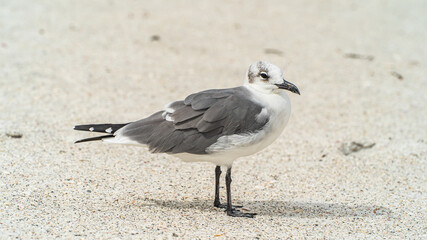 Laughing Gull standing on top of a sandy beach close up