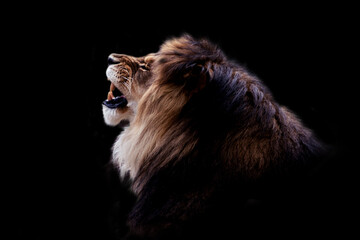 Portrait of a gorgeous Male Lion against black background © Hanna Aibetova