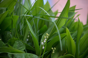 Obraz premium grass with dew drops