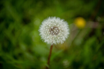 Ripe dandelion in springtime. Close up. Copy space. Green nature background.