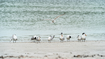 Flock of Royal Terns standing along shore one in flight