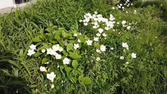 White flowers of anemone in the forest on a sunny day in spring