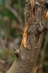 Apple tree after winter in the garden gnawed by wild hares. Selective focus.
