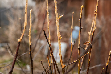 Apple tree after winter in the garden gnawed by wild hares. Selective focus.