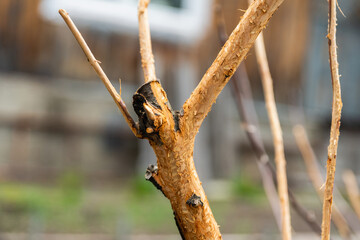 Apple tree after winter in the garden gnawed by wild hares. Selective focus.