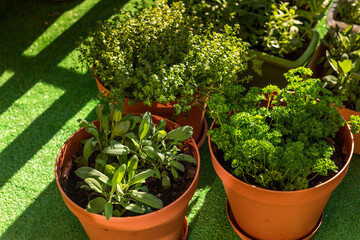 Fresh Herbs Grow in Containers on City Balcony in Sunlight. Grow Your Own Herbs at Home