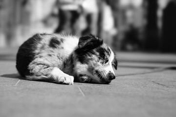 dog sleeping on the ground