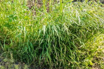 イヌムギの全体（イネ科・スズメノチャヒキ属）／Bromus catharticus