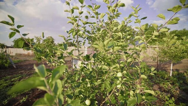 Unripe apple fruits in the early evening lighting. Morning in the orchard. A ray of sunshine through the foliage of trees. Branches of an apple tree in a summer garden.  Sunset