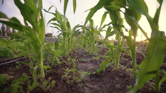 Sunset over the cornfield. evening Landscape. Shimmering sunbeams behind the cornfield stalks. Cornfield plants with sun backlight. Agriculture. The sun sets over the horizon. 