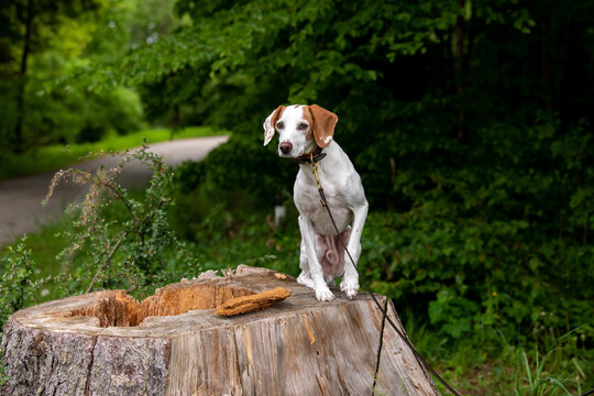 Jagdhund sitzt angeleint auf einem Baumstamm und beobachtet gespannt etwas im Wald