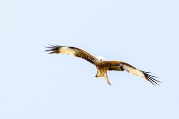 Fierce-looking common buzzard flying on a clear sky