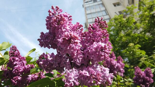 Spring flowering trees in the Moscow park. Lilac and hawthorn in bloom in the garden in early spring