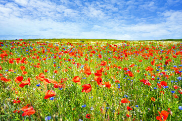 Wide field of red poppies.