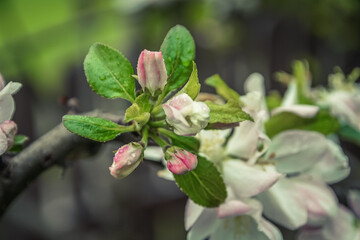 kwiaty dzikiej jabłoni wiosną w ogrodzie - obrazy, fototapety, plakaty