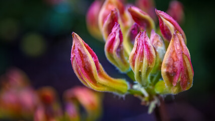 Azalia (Rhododendron) Sunte Nectarine, jeszcze w pączkach powijakach - obrazy, fototapety, plakaty