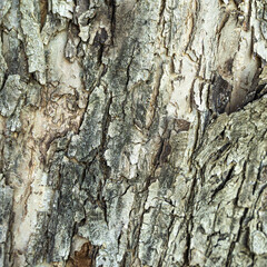 Old tree bark close-up. Textured natural background.