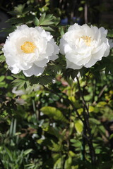 白色の牡丹の花
