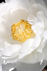 白色の牡丹の花