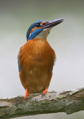 Common European Kingfisher or Alcedo atthis sits on a stick  . This sparrow-sized bird has the typical short-tailed, large-headed kingfisher profile