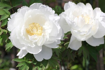 白色の牡丹の花