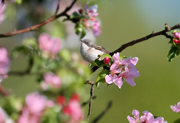The lesser whitethroat (Curruca curruca) close-up portraits in natural habitat on a beautiful...