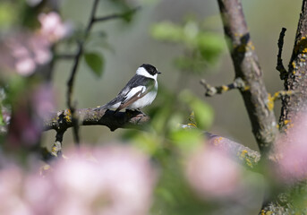 A male European pied flycatcher (Ficedula hypoleuca) is photographed on a branch close-up in its natural habitat.