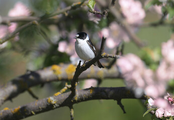 A male European pied flycatcher (Ficedula hypoleuca) is photographed on a branch close-up in its natural habitat.