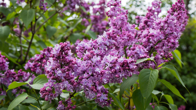 Lush blooming pink and purple lilac tree  in the garden.  Syringa vulgaris. Lilac wallpaper, lilac texture, floral pattern. Beauty in nature, spring time.