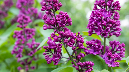 Fresh blooming dark purple lilac branch close-up. Syringa vulgaris. Lilac texture, wallpaper. Floral pattern. Spring time. Beauty in nature. 