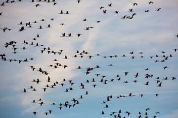 Flock of cranes flying against cloudy sky, spring migration