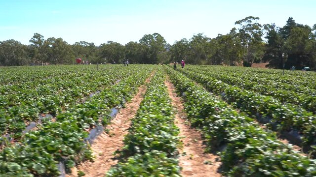 Farmers picking strawberries in the field orchard. Organic, sweet and healthy.