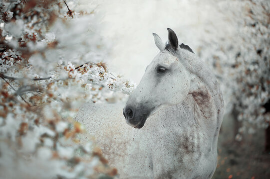 White horse portrait in spring white blossom tree