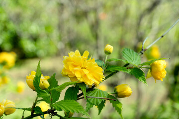 八重ヤマブキの花とコピースペース／智光山公園（埼玉県狭山市）Kerria...