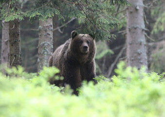 Fototapeta na wymiar Brown bear (ursus arctos) in the dark old spruce forest