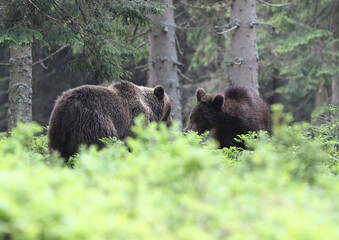 Family brown bear (ursus arctos) in the dark old spruce forest