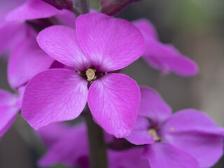 Bowles Mauve perennial wallflower closeup macro detail.