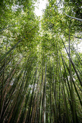 Obraz na płótnie Canvas bamboo reeds seen from below