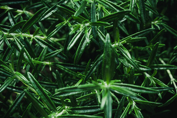 Green Rosemary Leaves Background. Closeup Texture Detail. Fresh Herbs Produce