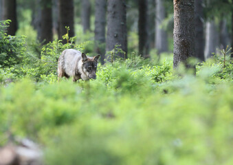 European grey wolf in Carpatian forest Canis lupus
