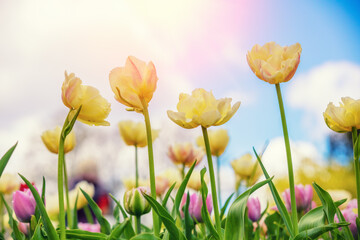 Yellow and pink tulips blooming in the garden against the sky. Spring nature background