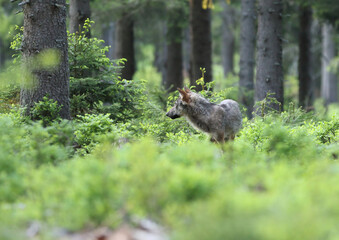European grey wolf in Carpatian forest Canis lupus
