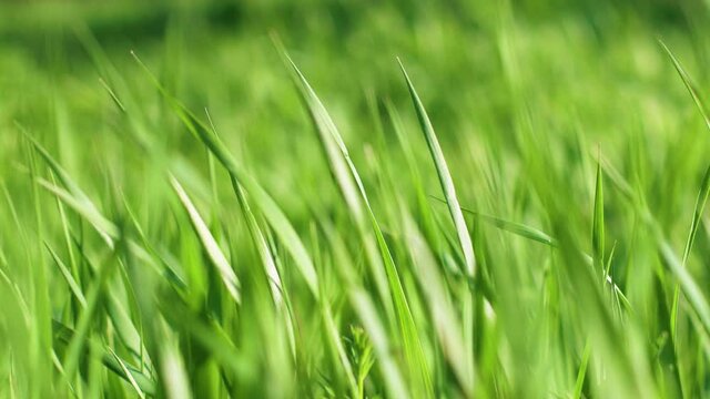 4k. Spring juicy green grass swaying in the wind. Long lush grass blowing in wind. Screensaver, banner, free space for text. Springtime.