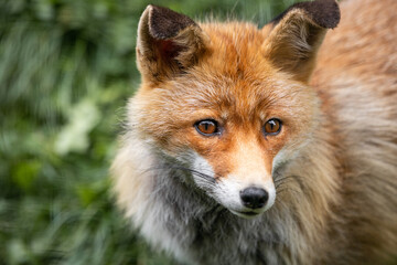 red fox in the Pyrenees
