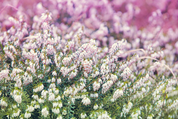 Blooming wild Calluna in the field. Gradient color