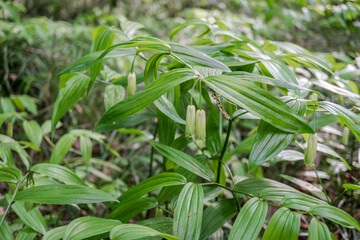 ホウチャクソウの群生（Disporum sessile）／智光山公園（埼玉県狭山市）