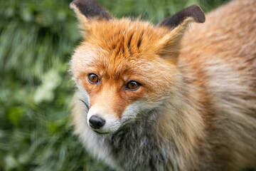 red fox in the Pyrenees